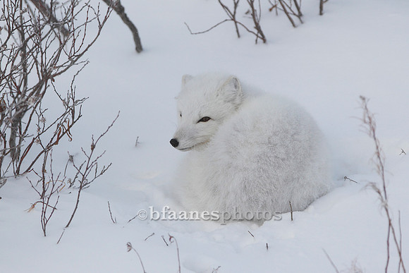 Arctic Fox, Curled-Up