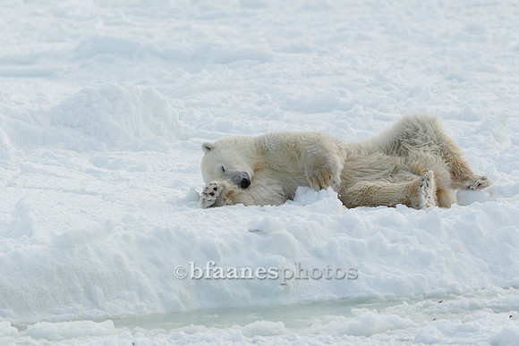 Sleepy Bear